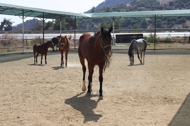 Kusadasi: Horse Riding Beach and Forest options with Transfer 10