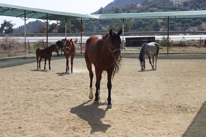 Kusadasi: Horse Riding Beach and Forest options with Transfer 10