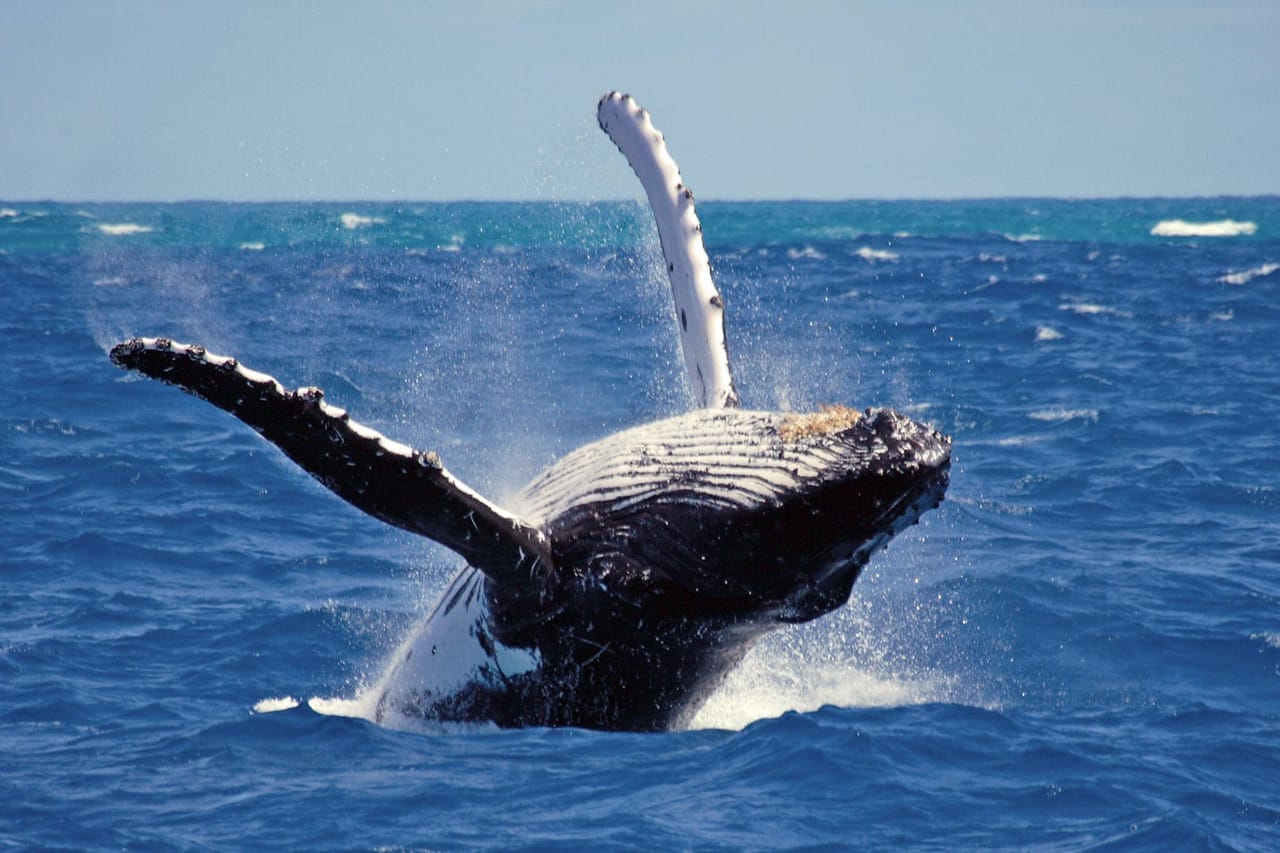 CEYLON CLASSIC TOUR - 3 Nights/4 Days  6