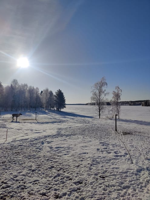 Private Reindeer Herder Day Experience, Rovaniemi, Lapland, Finland
