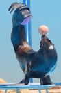 Premium Dolphin Watching & Live Show in Pool - Hurghada 7