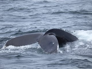 Best Value Whale Watching tour from Reykjavik, photo 24