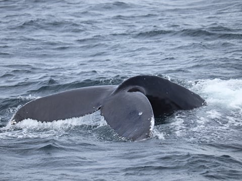 Best Value Whale Watching tour from Reykjavik, photo 24