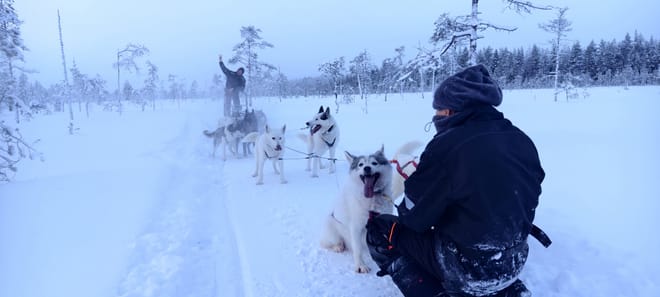 Husky Farm Visit & Sled Ride Experience photo 5