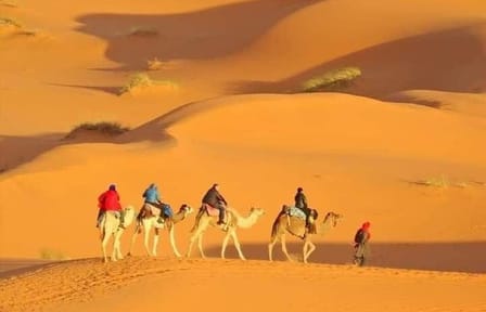 Private Morning Desert Safari with Camel Ride Falcon Photos