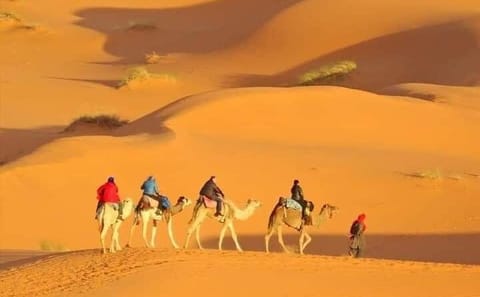 Private Morning Desert Safari with Camel Ride in Dubai