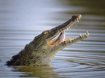 Dubai Crocodile Park and Burj Khalifa Tour with Transfers