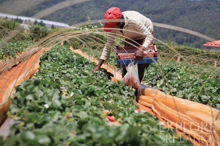 8 Days Classic Tour Sri Lanka