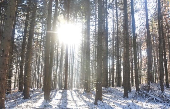 Rambling in Transylvania
