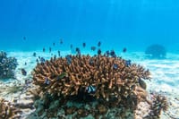 Puerto Plata Paradise Island and Cayo Arena Snorkeling Tour 6