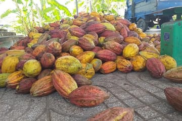 2-Day Mekong Delta Tour with Cai Cang Market from Ho Chi Minh City
