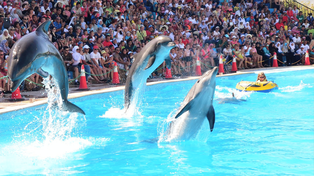 Dolphin Show & Swimming in Hurghada