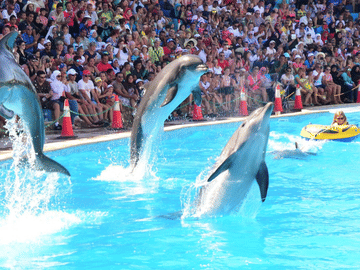 Dolphin Show and Swimming Experience in Hurghada