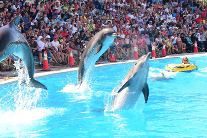 Dolphin Show and Swimming Experience in Hurghada