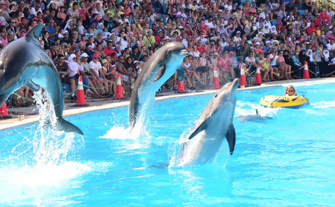 Dolphin Show and Swimming Experience in Hurghada