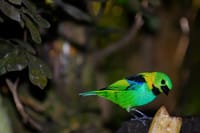 Jeep Tour to waterfalls and stills BY PARATY TOURS  10