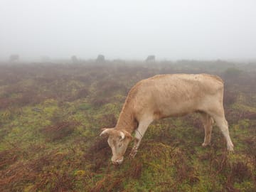 Hiking and Birdwatching in Fanal Forest, Portugal