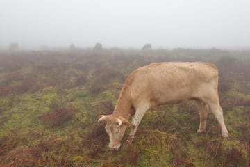 Hiking and Birdwatching in Fanal Forest, Portugal