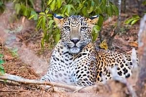 Yala National Park Private Safari with Naturalist