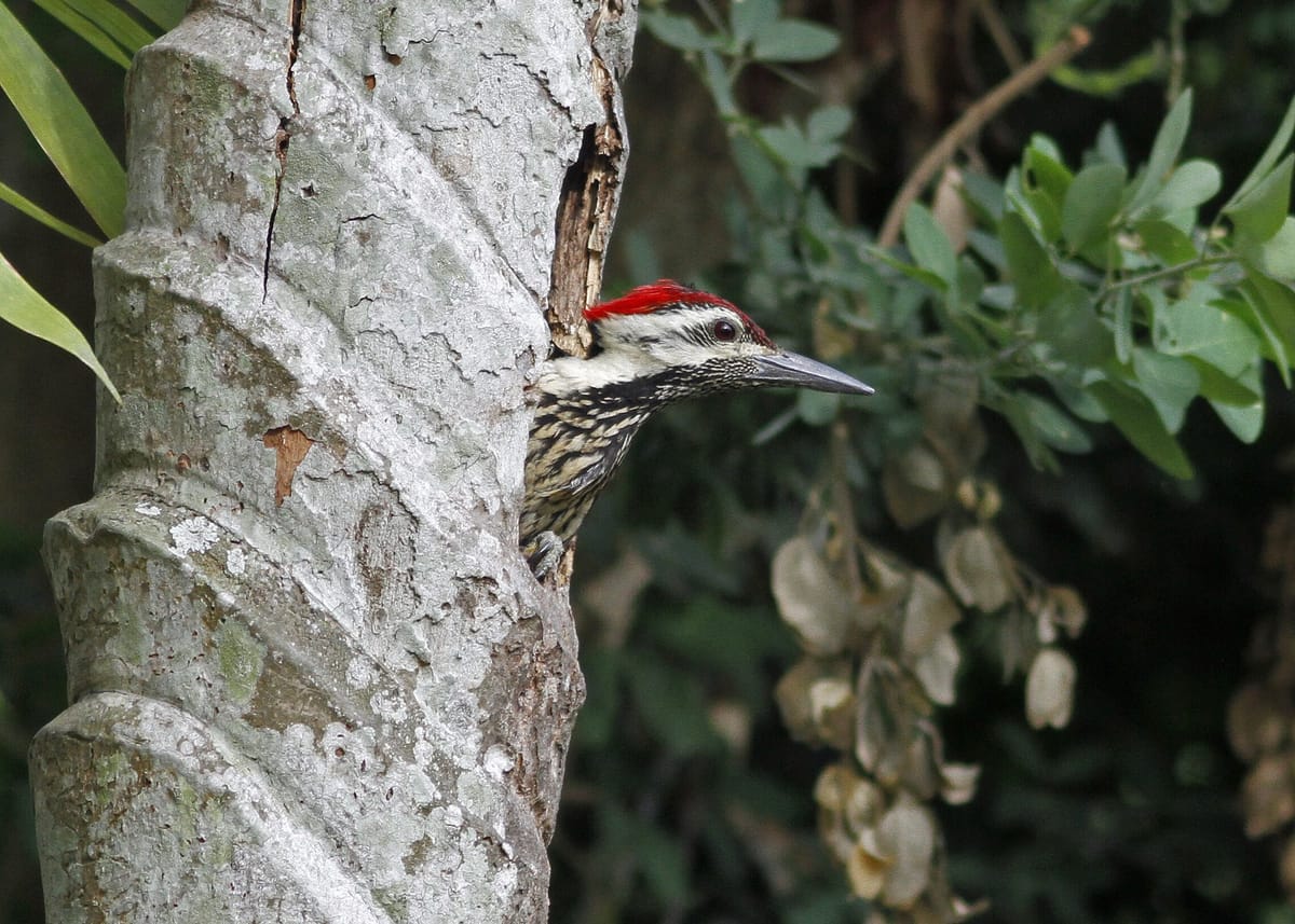 19 Days Mera Peak Climbing & Expedition – One Life-Changing Himalayan Adventure