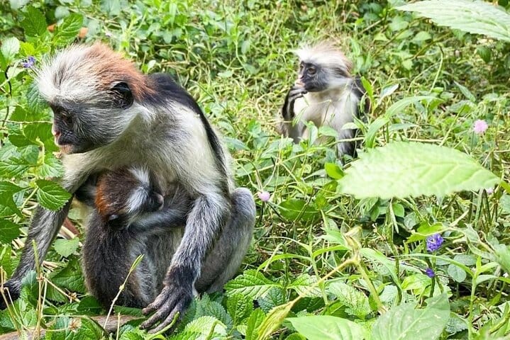 Zanzibar Prison Island, Jozani Forest and Salaam Cave Sea Turtles