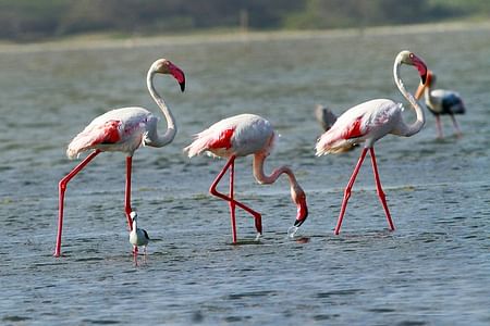 Safari Adventure at Bundala National Park: Birdwatching & Wildlife