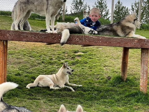 Husky Petting in Akureyri - Private experience, photo 4