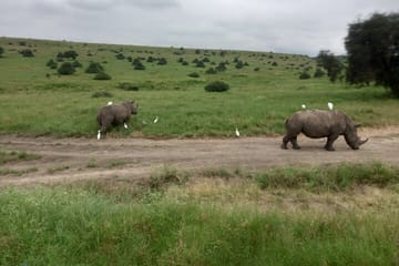 Half Day Nairobi National Park