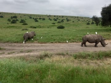 Enjoy a family game drive at Nairobi national Park | Visit Kibera Expeditions