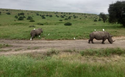Nairobi National Park Half Day Safari Tour