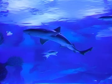 Antalya Aquarium Admission Ticket