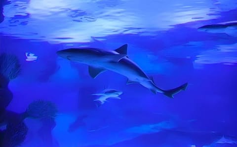 Antalya Aquarium Admission Ticket
