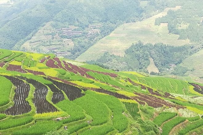 Longji Rice Terraces