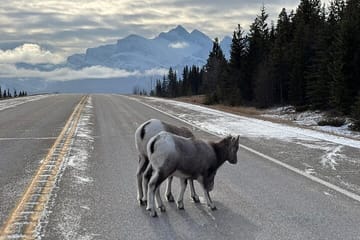 Banff Wildlife Explore and Johnston Canyon Icewalk Tour