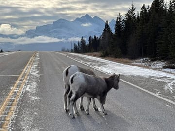 Wildlife and Icewalk Adventure Tour in Banff National Park