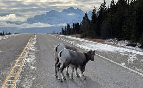Wildlife and Icewalk Adventure Tour in Banff National Park