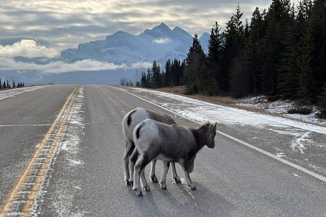 Banff Wildlife Explore and Johnston Canyon Icewalk Tour photo 3
