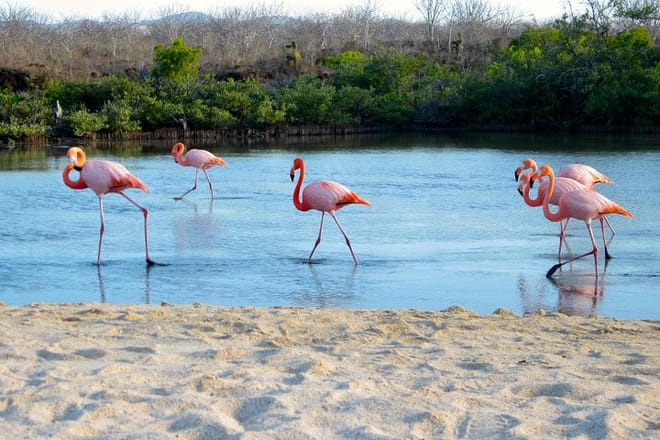 Flamingos, Galapagos Islands