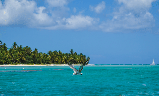 Saona Island - Full Day Excursion! 10