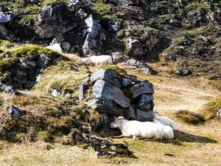 Icelandic sheep resting on a warm day