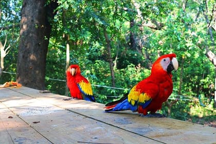 Roatan Wild Life Encounters + City Tour & Transfer
