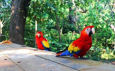 Wildlife and City Tour in West End, Roatan