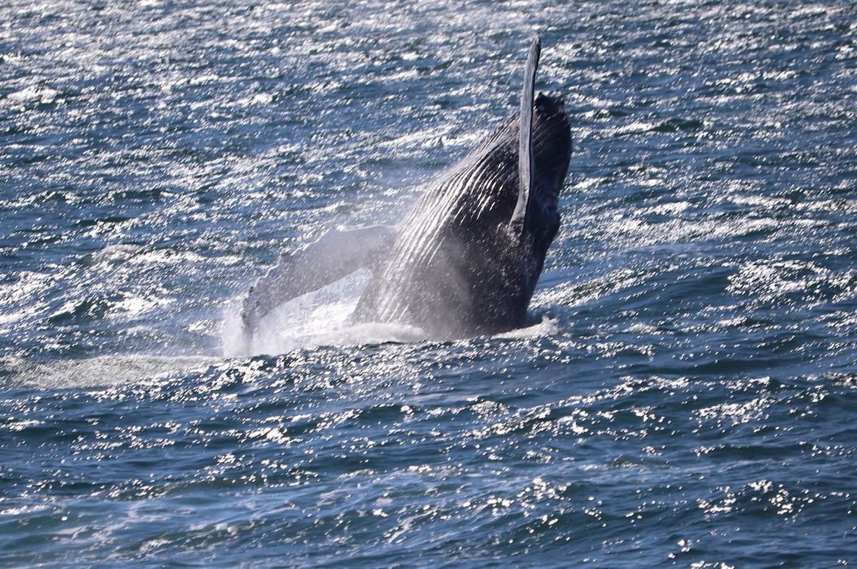 Whale Watching & Lava Show Reykjavik: Nature's Breathtaking Spectacle