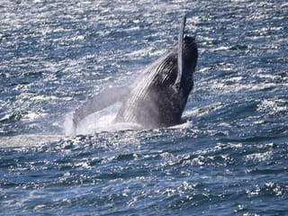 Whale emerging from the water during a guided whale watching tour from Reykjavík Harbour, Iceland.