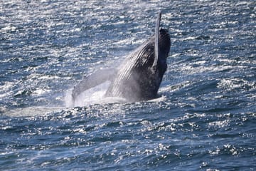 Whale Watching and Lava Show Tour in Reykjavik