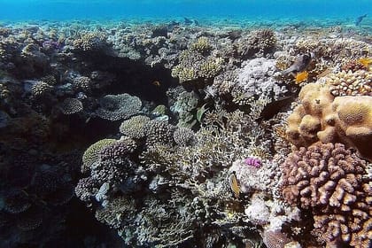 Sharm El Sheikh: Snorkeling Trip In Ras Mohamed By Boat