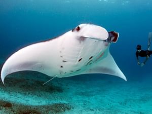 Oceanic Delights: Exquisite Snorkeling Adventures in Nusa Penida