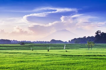 Private Kintamani and Tampaksiring Village Tour in Bali