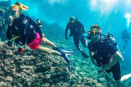 Dubai : Scuba Diving in Arabian Gulf Marine Life