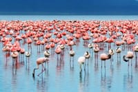 flamingos
